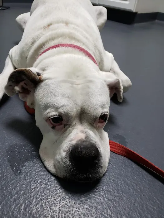 Kirby Veterinary Hospital Picture 4