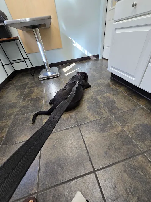 VCA Plainfield Animal Hospital Picture 8