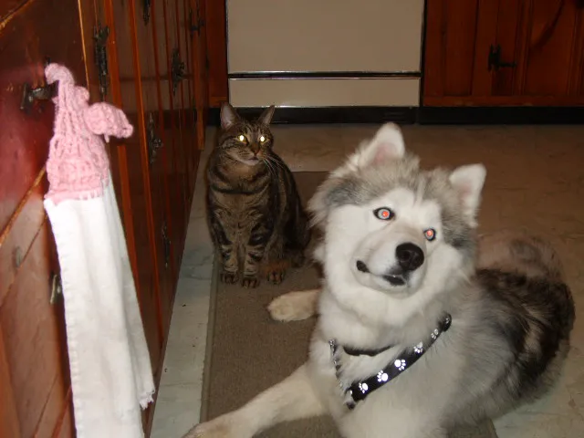 VCA Plainfield Animal Hospital Picture 7