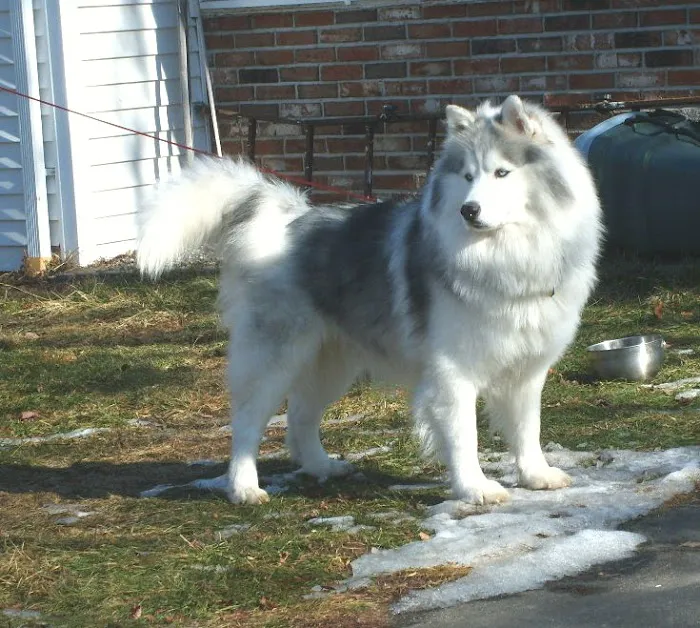 VCA Plainfield Animal Hospital Picture 6