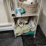 Cat Hospital of Canterbury