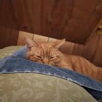 Cat Hospital Of Canterbury - Christine Madaski DVM