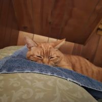 Cat Hospital Of Canterbury - Christine Madaski DVM ico
