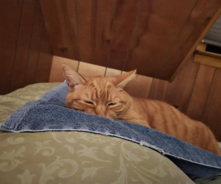 Cat Hospital Of Canterbury - Christine Madaski DVM