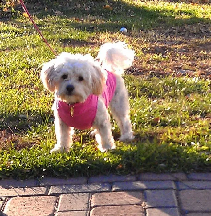 Beckett & Associates Veterinary Services Picture 4