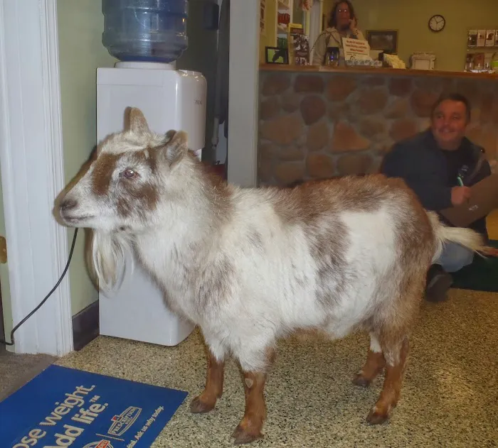 Beckett & Associates Veterinary Services Picture 10