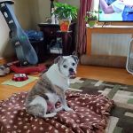 Beckett & Associates Veterinary Services