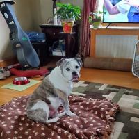Beckett & Associates Veterinary Services ico