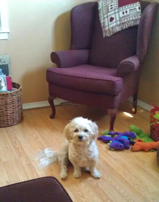 Beckett & Associates Veterinary Services Picture 5