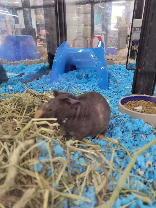 Pet Supermarket Picture 9