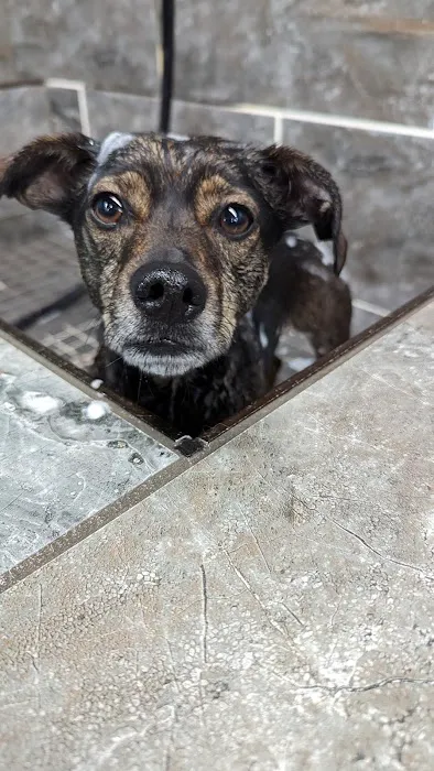 Pet Supermarket Picture 3