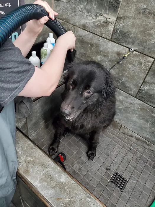 Pet Supermarket Picture 2