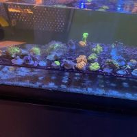Reef Gurus ico