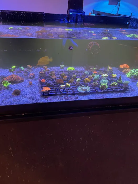 Reef Gurus Picture 3
