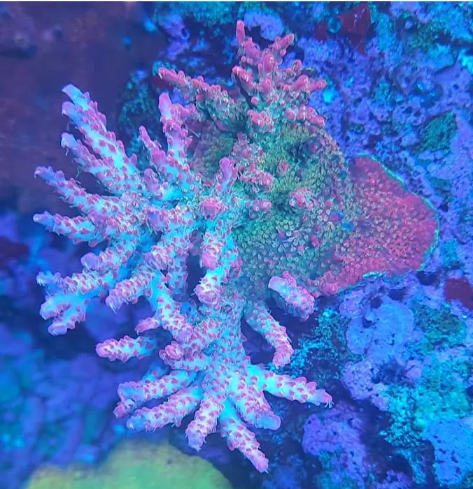 Reef Gurus Picture 10
