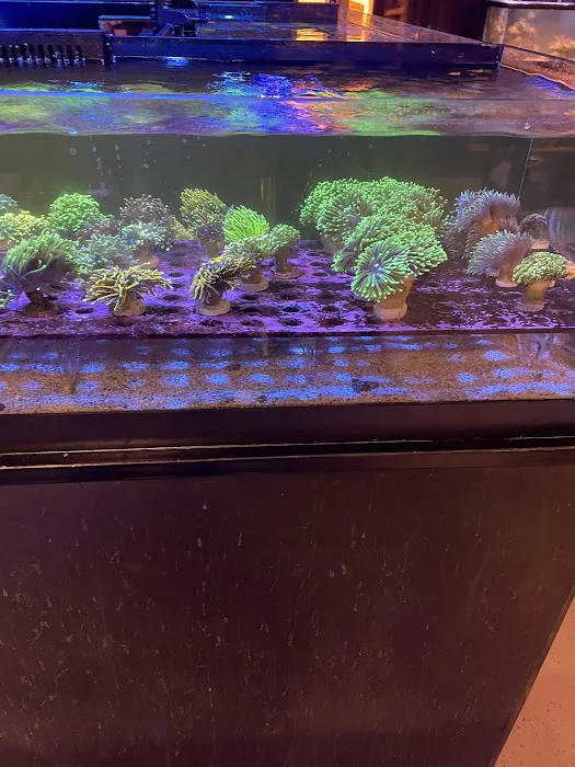Reef Gurus Picture 7