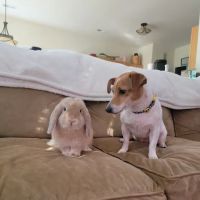 Pet Supermarket ico