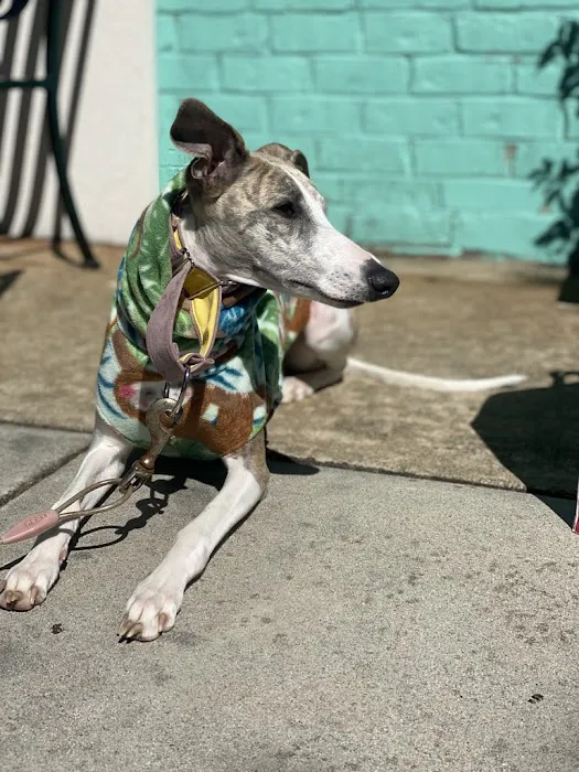 Le Dog Wear Picture 7