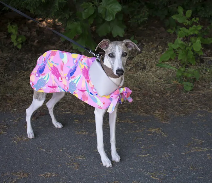 Le Dog Wear Picture 1