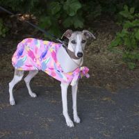 Le Dog Wear ico