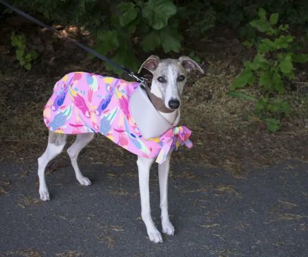 Le Dog Wear