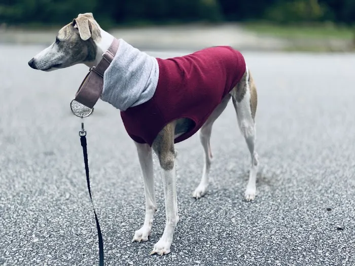 Le Dog Wear Picture 6