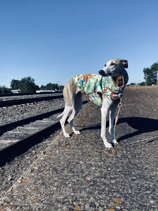 Le Dog Wear Picture 2