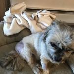 Small Animal Surgical Service of CT