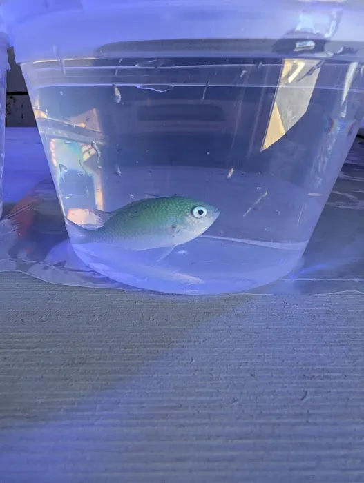 Underwater Pets Picture 5