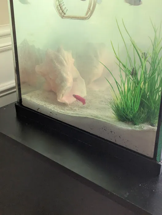 Underwater Pets Picture 3