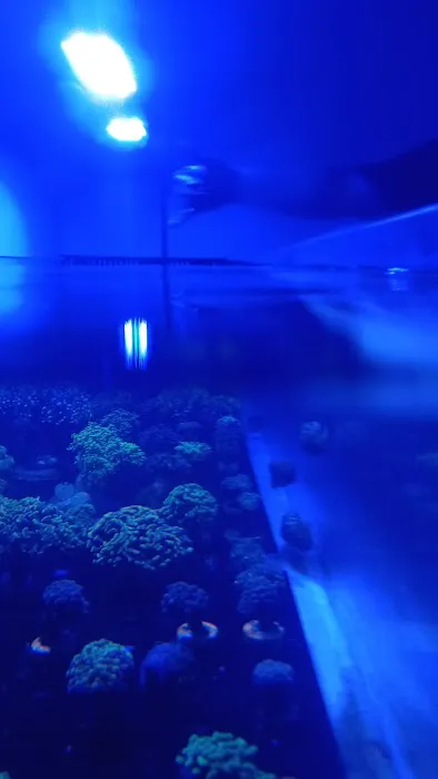 Underwater Pets Picture 1