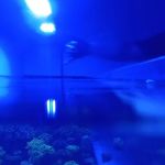 Underwater Pets