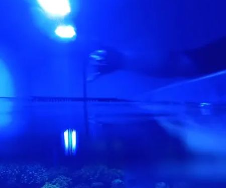 Underwater Pets