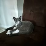 Meriden Animal Hospital