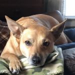 Yalesville Veterinary Hospital