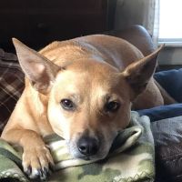 Yalesville Veterinary Hospital ico