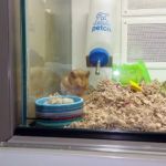 Petco