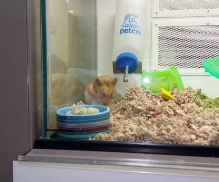 Petco