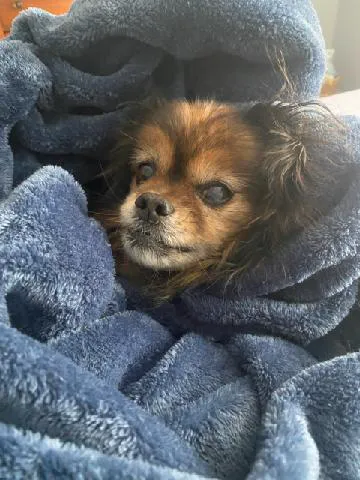 Companion Animal Hospital Picture 1