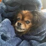 Companion Animal Hospital