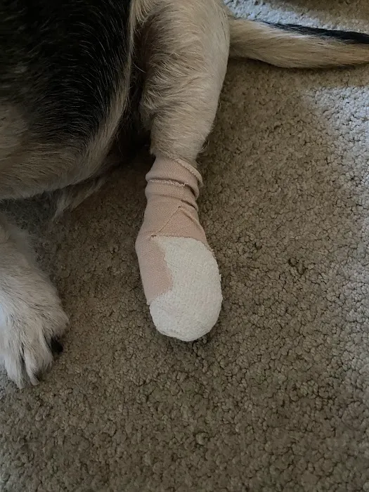 Companion Animal Hospital Picture 3
