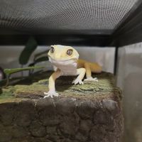 Redeemed Reptiles LLC ico