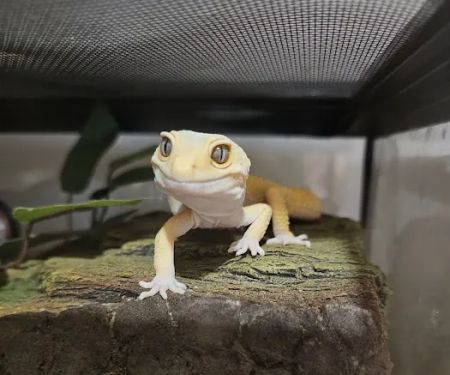 Redeemed Reptiles LLC