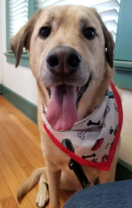 Silver Lake Animal Urgent Care Hospital Picture 3
