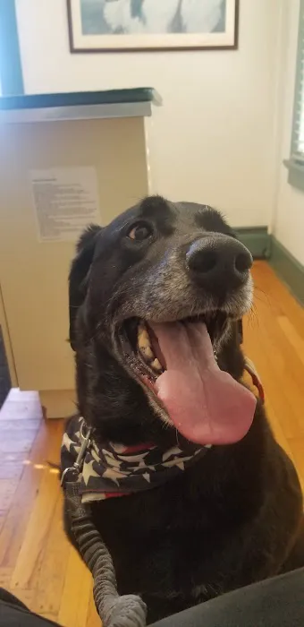 Silver Lake Animal Urgent Care Hospital Picture 9