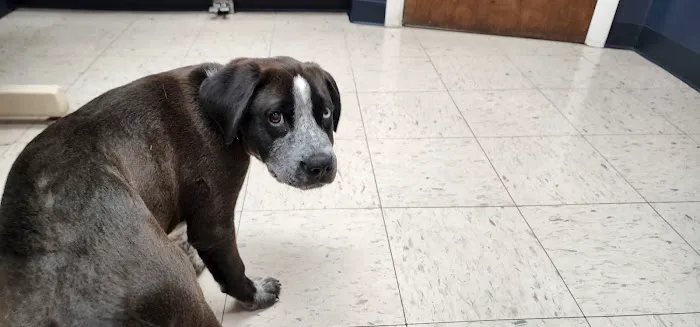 North Haven Animal Hospital Picture 8