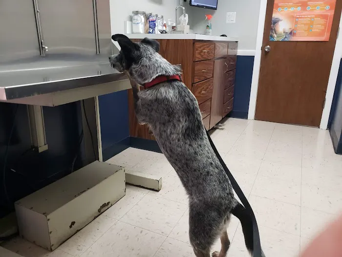 North Haven Animal Hospital Picture 10