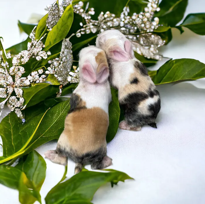Bunnies Along the River Picture 7