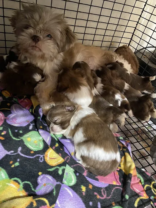 The Puppy Gallery LLC Picture 1