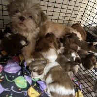 The Puppy Gallery LLC ico